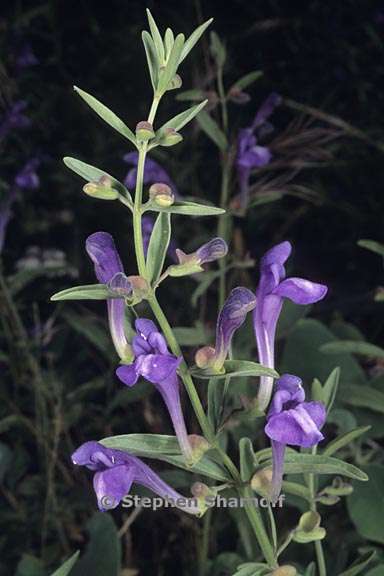 scutellaria siphocampyloides 7 graphic